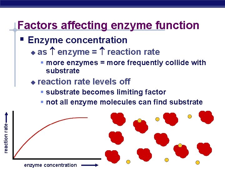Factors affecting enzyme function § Enzyme concentration u as enzyme = reaction rate §
