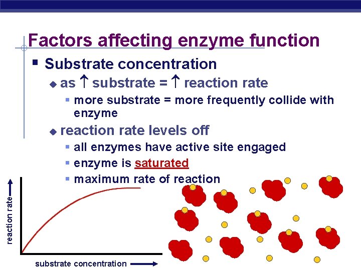 Factors affecting enzyme function § Substrate concentration u as substrate = reaction rate §