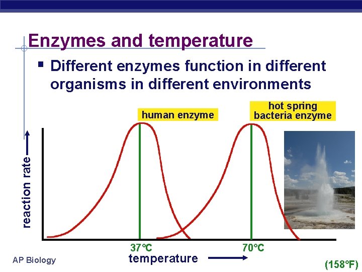 Enzymes and temperature § Different enzymes function in different organisms in different environments reaction
