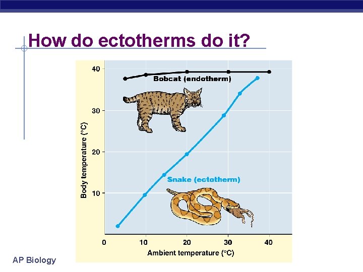 How do ectotherms do it? AP Biology 