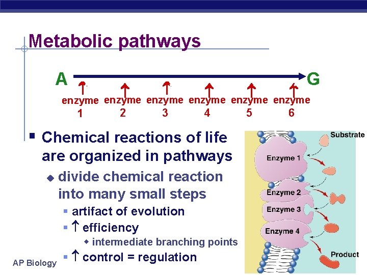 Metabolic pathways A B C D E F G 1 2 3 4 5