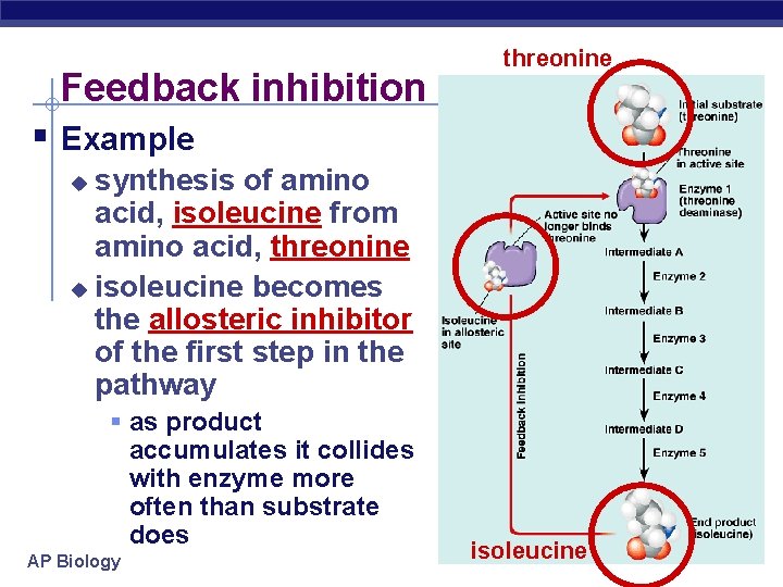 Feedback inhibition threonine § Example synthesis of amino acid, isoleucine from amino acid, threonine
