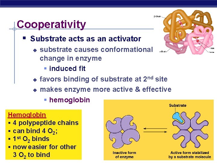 Cooperativity § Substrate acts as an activator u u u substrate causes conformational change