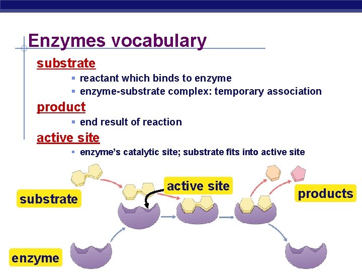 Enzymes vocabulary substrate § reactant which binds to enzyme § enzyme-substrate complex: temporary association