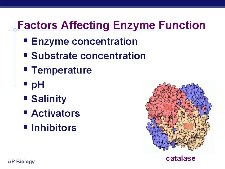 Factors Affecting Enzyme Function § Enzyme concentration § Substrate concentration § Temperature § p.