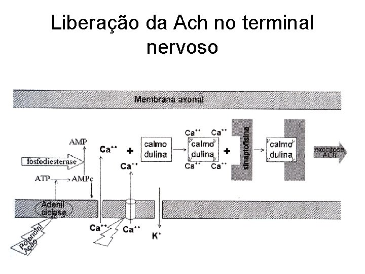 Liberação da Ach no terminal nervoso 