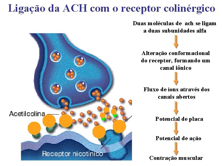 Ligação da ACH com o receptor colinérgico Duas moléculas de ach se ligam a