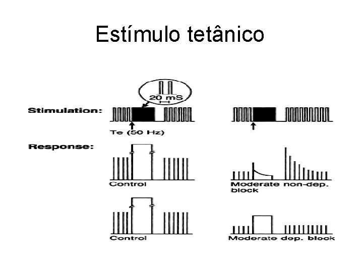 Estímulo tetânico 