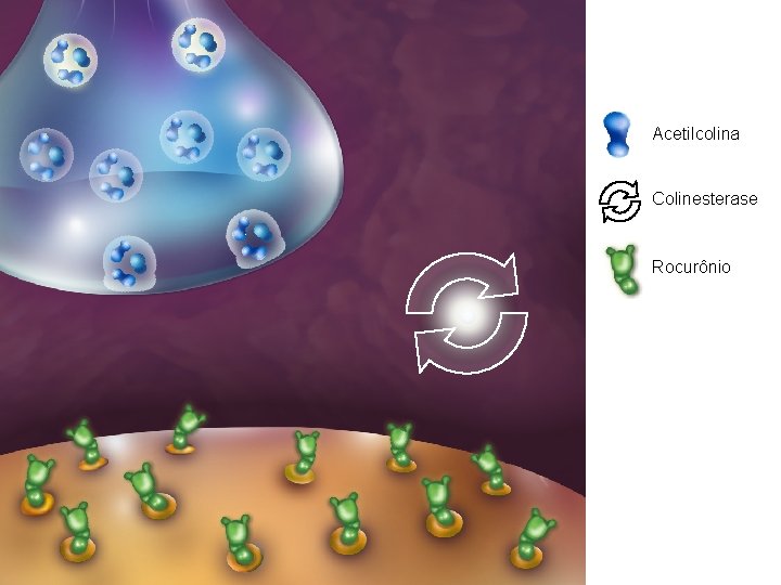 Cena 2 Acetilcolina Colinesterase Rocurônio 