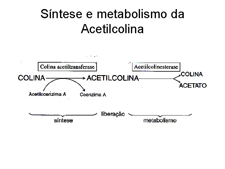 Síntese e metabolismo da Acetilcolina 