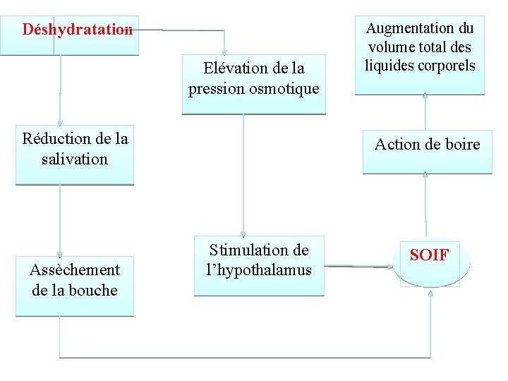 Déshydratation Elévation de la pression osmotique Réduction de la salivation Assèchement de la bouche