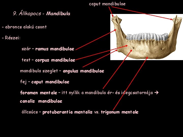 caput mandibulae 9. Állkapocs - Mandibula - abroncs alakú csont - Részei: szár –