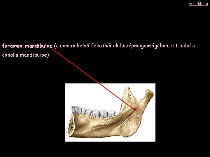 Mandibula foramen mandibulae (a ramus belső felszínének középmagasságában; itt indul a canalis mandibulae) 