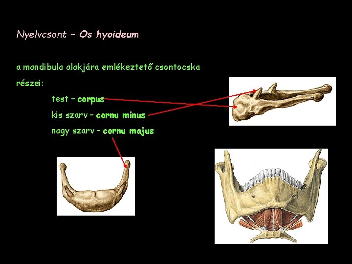 Nyelvcsont – Os hyoideum a mandibula alakjára emlékeztető csontocska részei: test – corpus kis