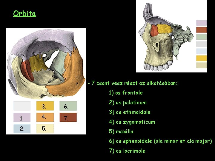 Orbita - 7 csont vesz részt az alkotásában: 1) os frontale 3. 6. 1.