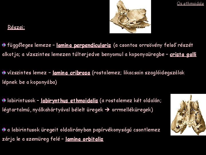 Os ethmoidale Részei: függőleges lemeze – lamina perpendicularis (a csontos orrsövény felső részét alkotja;