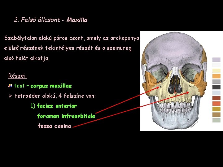 2. Felső állcsont - Maxilla Szabálytalan alakú páros csont, amely az arckoponya elülső részének