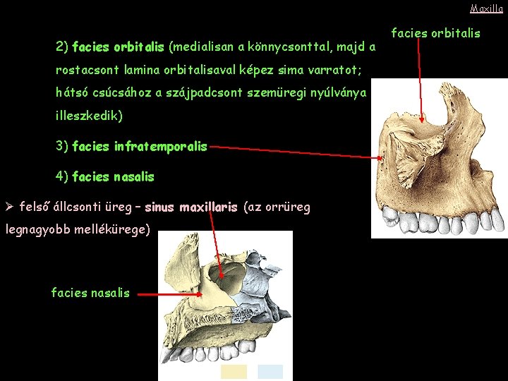 Maxilla 2) facies orbitalis (medialisan a könnycsonttal, majd a rostacsont lamina orbitalisaval képez sima