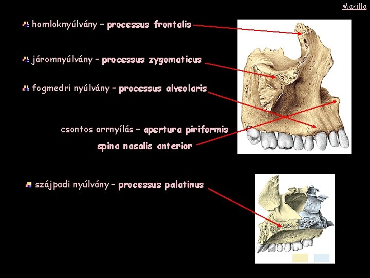 Maxilla homloknyúlvány – processus frontalis járomnyúlvány – processus zygomaticus fogmedri nyúlvány – processus alveolaris