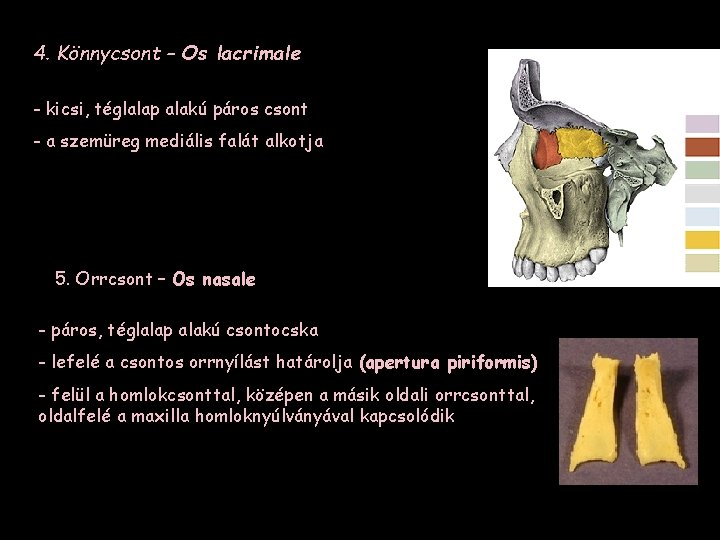 4. Könnycsont – Os lacrimale - kicsi, téglalap alakú páros csont - a szemüreg
