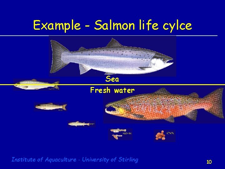 Example - Salmon life cylce Sea Fresh water Institute of Aquaculture - University of