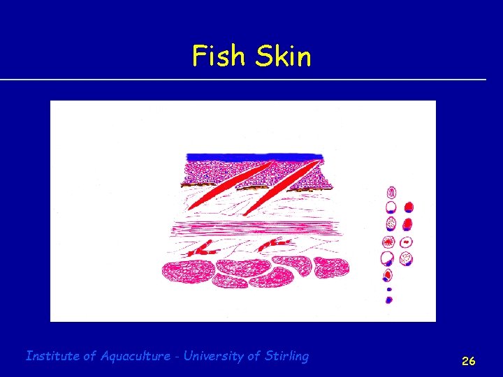 Fish Skin Institute of Aquaculture - University of Stirling 26 