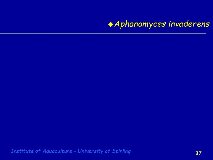 u. Aphanomyces Institute of Aquaculture - University of Stirling invaderens 37 