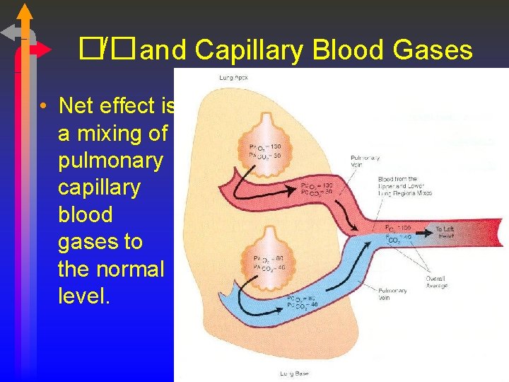 �/�and Capillary Blood Gases • Net effect is a mixing of pulmonary capillary blood