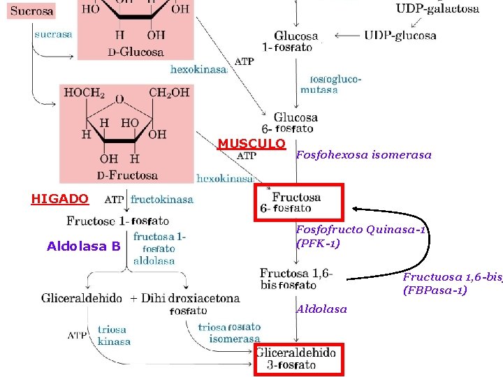 MUSCULO Fosfohexosa isomerasa HIGADO Aldolasa B Fosfofructo Quinasa-1 (PFK-1) Fructuosa 1, 6 -bis (FBPasa-1)