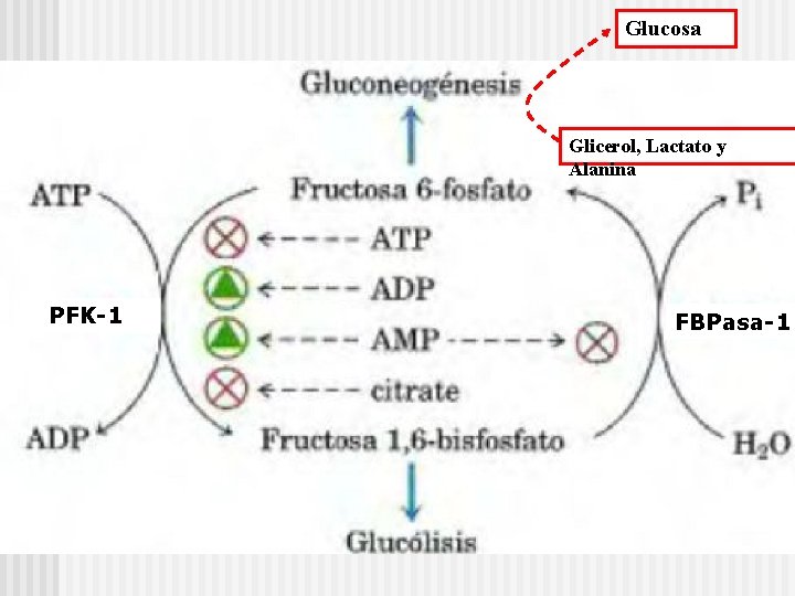 Glucosa Glicerol, Lactato y Alanina PFK-1 FBPasa-1 