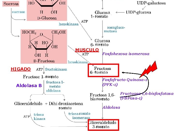 MUSCULO Fosfohexosa isomerasa HIGADO Aldolasa B Fosfofructo Quinasa-1 (PFK-1) Fructuosa 1, 6 -bisfosfatasa (FBPasa-1)