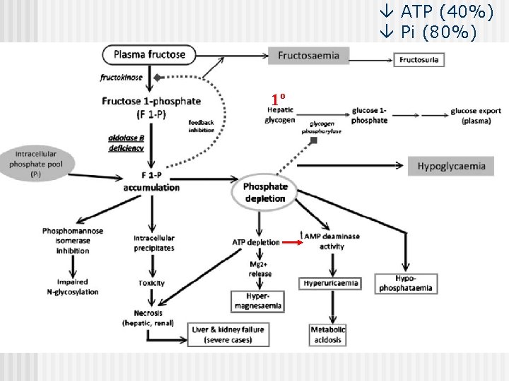  ATP (40%) Pi (80%) 1º 