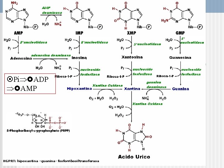  Pi ADP AMP HGPRT: hipoxantina –guanina- fosforribosiltransferasa 