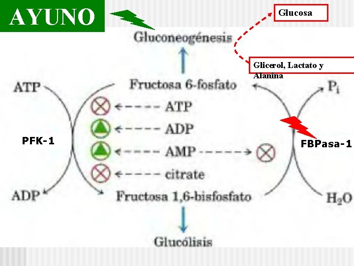 AYUNO Glucosa Glicerol, Lactato y Alanina PFK-1 FBPasa-1 