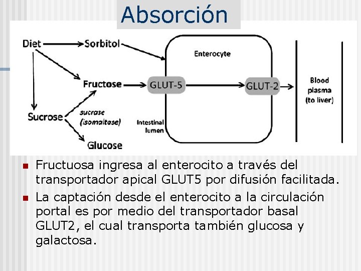 Absorción n n Fructuosa ingresa al enterocito a través del transportador apical GLUT 5