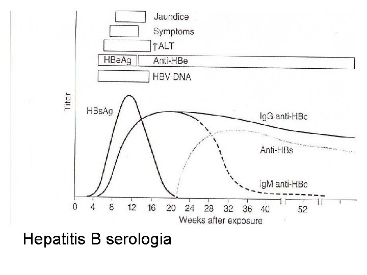 Hepatitis B serologia 