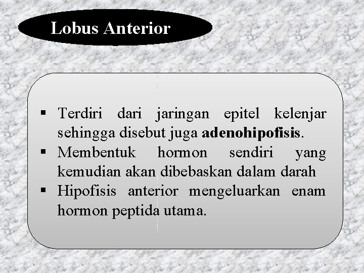 Lobus Anterior § Terdiri dari jaringan epitel kelenjar sehingga disebut juga adenohipofisis. § Membentuk