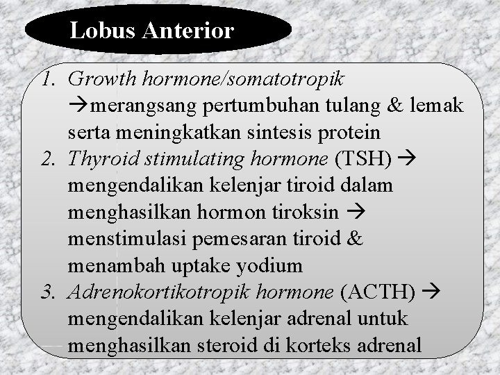 Lobus Anterior 1. Growth hormone/somatotropik merangsang pertumbuhan tulang & lemak serta meningkatkan sintesis protein