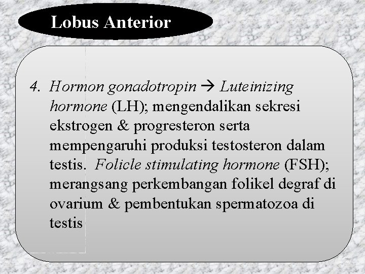Lobus Anterior 4. Hormon gonadotropin Luteinizing hormone (LH); mengendalikan sekresi ekstrogen & progresteron serta