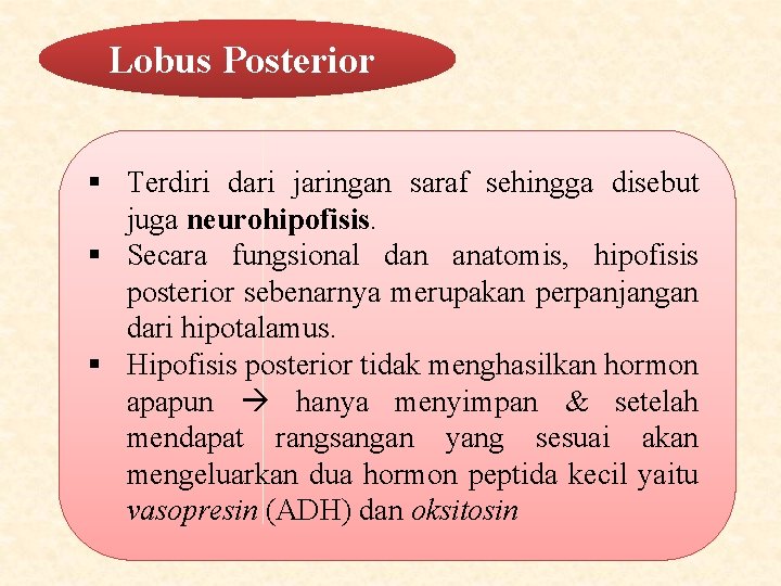 Lobus Posterior § Terdiri dari jaringan saraf sehingga disebut juga neurohipofisis. § Secara fungsional