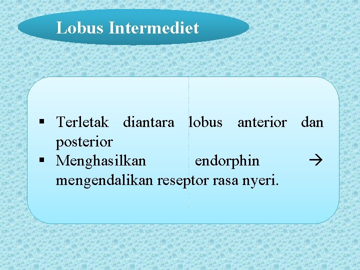 Lobus Intermediet § Terletak diantara lobus anterior dan posterior § Menghasilkan endorphin mengendalikan reseptor