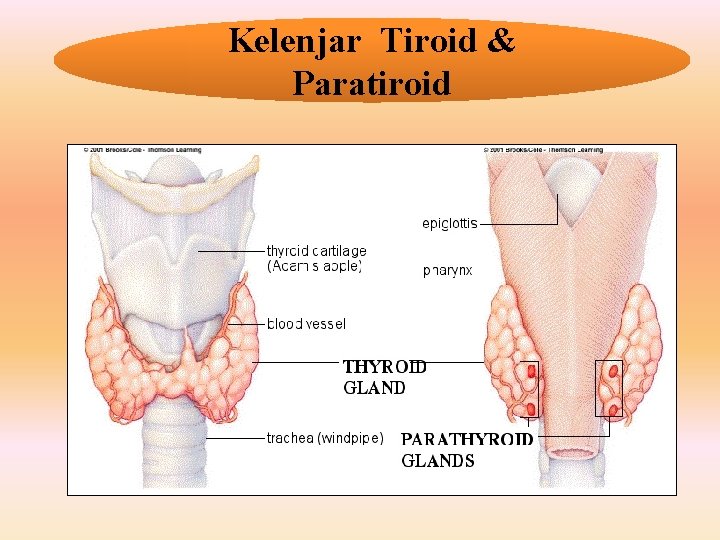 Kelenjar Tiroid & Paratiroid 