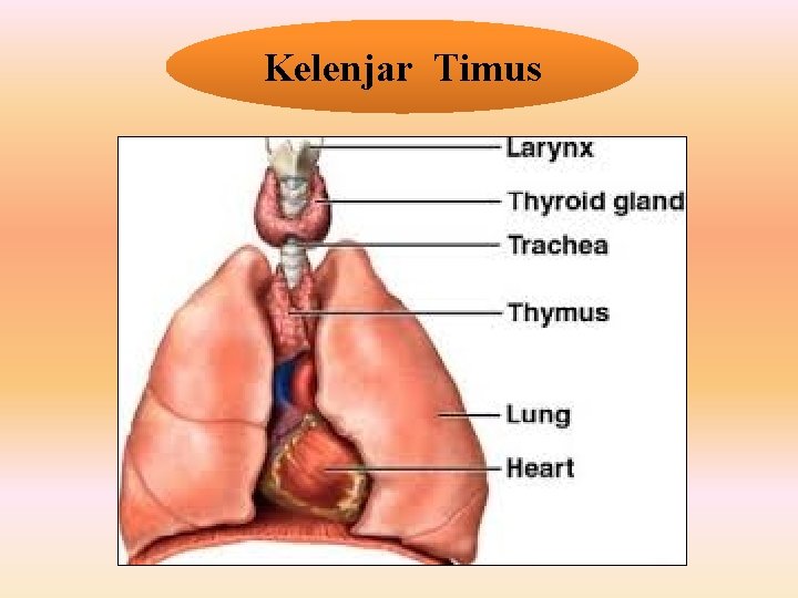 Kelenjar Timus 