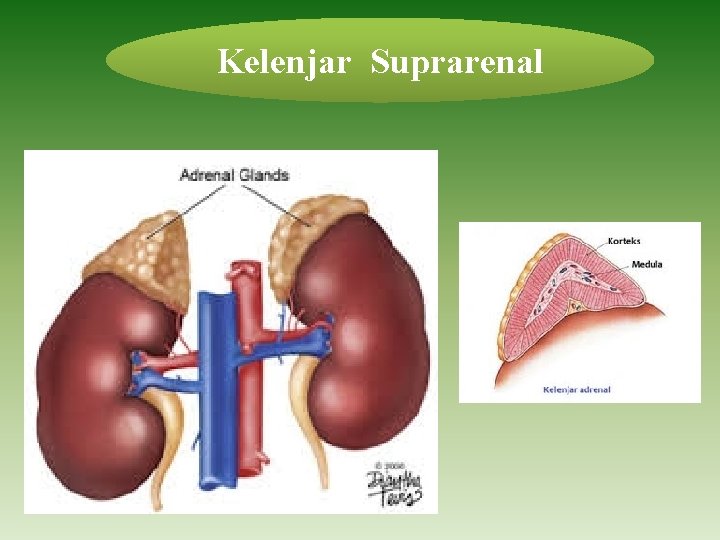 Kelenjar Suprarenal 