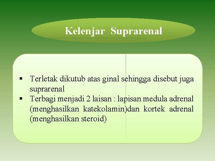 Kelenjar Suprarenal § Terletak dikutub atas ginal sehingga disebut juga suprarenal § Terbagi menjadi