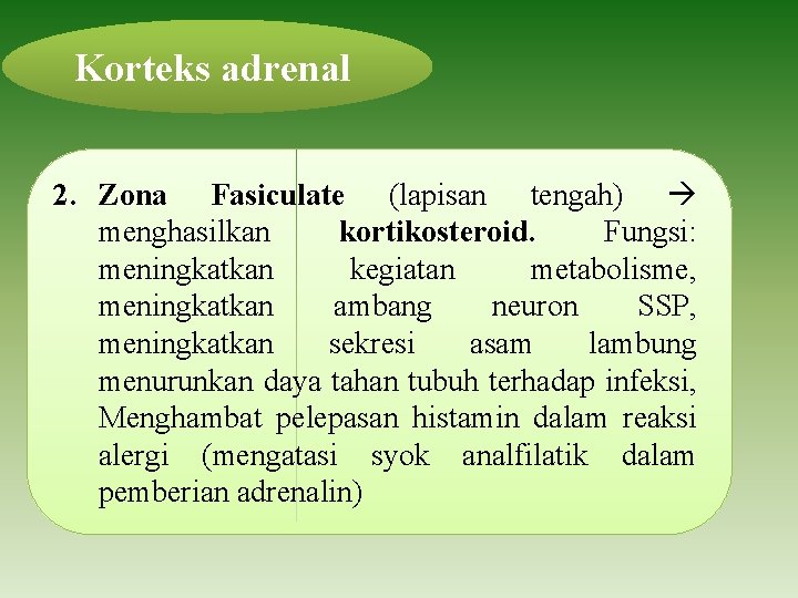 Korteks adrenal 2. Zona Fasiculate (lapisan tengah) menghasilkan kortikosteroid. Fungsi: meningkatkan kegiatan metabolisme, meningkatkan