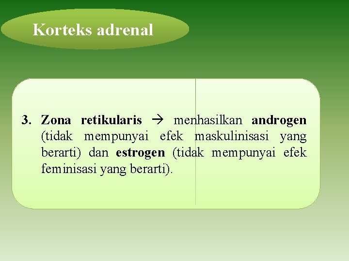 Korteks adrenal 3. Zona retikularis menhasilkan androgen (tidak mempunyai efek maskulinisasi yang berarti) dan