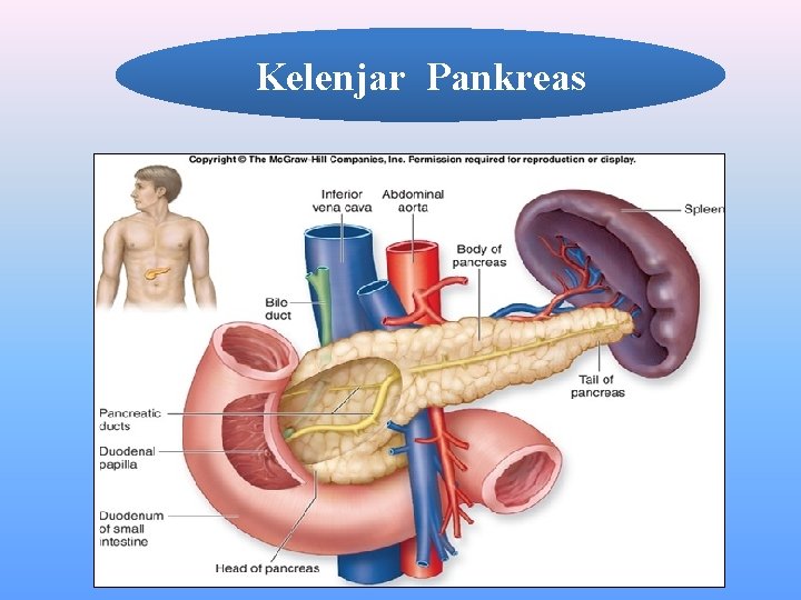 Kelenjar Pankreas 