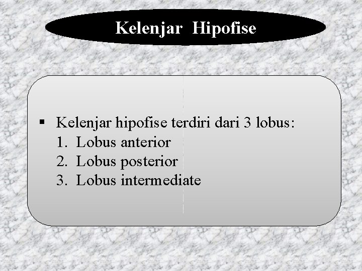 Kelenjar Hipofise § Kelenjar hipofise terdiri dari 3 lobus: 1. Lobus anterior 2. Lobus