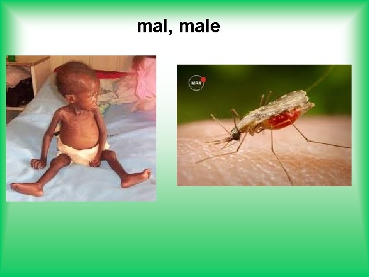 mal, male 